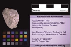 Foto (Objekt + Etiketten) von Cracensigillatus acutirostris (Moericke, 1889) (NHMW-GEO-1990-0041-0167)